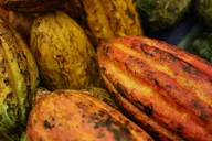 Cocoa strands
