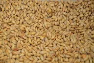 Wheat protein